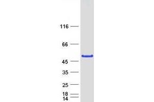 Western Blotting (WB) image for Melanoma Antigen Family B, 1 (MAGEB1) (Transcript Variant 2) protein (Myc-DYKDDDDK Tag) (ABIN2712317)