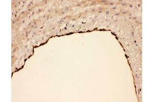 Immunohistochemistry (IHC) image for anti-Cytochrome C Oxidase Subunit I (COX1) (AA 318-599) antibody (ABIN3030661)