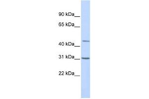 WB Suggested Anti-TEAD3 Antibody Titration:  0. (TEAD3 抗体  (Middle Region))