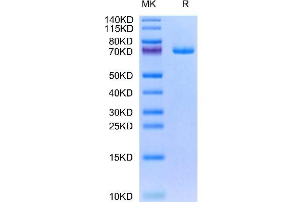 GAS6 Protein (AA 49-678) (His tag)