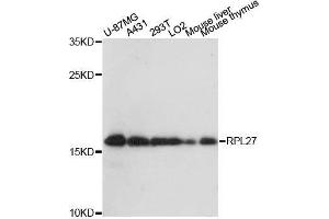 Western blot analysis of extracts of various cell lines, using RPL27 antibody. (RPL27 抗体  (AA 1-136))