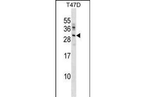 UBE2R2 Antibody (Center) (ABIN1881967 and ABIN2838763) western blot analysis in T47D cell line lysates (35 μg/lane). (UBE2R2 抗体  (AA 141-169))