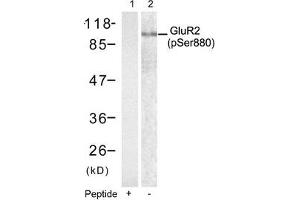 Western blot analysis of extracts from mouse brain tissue using Glutamate receptor 2(Precursor)(phospho-Ser880) antibody(Lane 2) and the same antibody preincubated with blocking peptide(Lane1). (GRIA2 抗体  (pSer880))