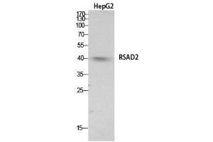 Western Blot (WB) analysis of HepG2 cells using RSAD2 Polyclonal Antibody.