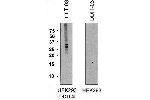DDIT4L 抗体  (AA 2-98) (PE)