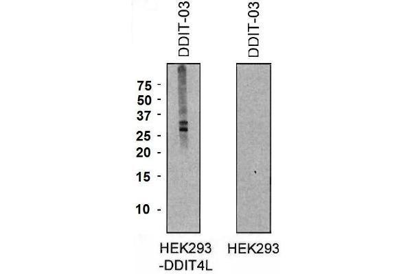 DDIT4L 抗体  (AA 2-98) (PE)
