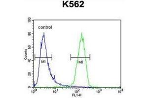 Flow cytometric analysis of K562 cells using IQCJ Antibody (C-term) Cat. (IQCJ 抗体  (C-Term))