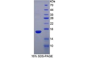 SDS-PAGE analysis of Mouse RNASE3 Protein. (RNASE3 蛋白)