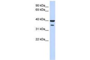 Image no. 1 for anti-Zinc Finger Protein 785 (ZNF785) (N-Term) antibody (ABIN6742921) (ZNF785 抗体  (N-Term))
