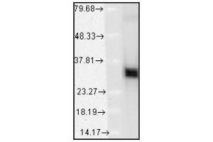 Validation of Capture Antibody: Western blot analysis of    HO-1 in    mouse tissues showing absolute specificity at    ~32kD (HMOX1 ELISA 试剂盒)