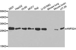 Western blot analysis of extracts of various cell lines, using ANP32A antibody. (PHAP1 抗体)