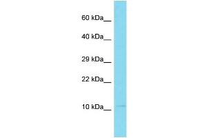 Host: Rabbit Target Name: C10orf25 Sample Type: U937 Whole Cell lysates Antibody Dilution: 1. (C10ORF25 抗体  (N-Term))