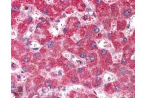 anti-Membrane Protein, Palmitoylated 6 (MAGUK P55 Subfamily Member 6) (MPP6) (N-Term) antibody