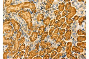 anti-Lymphocyte Antigen 6 Complex, Locus A (Ly6a) antibody