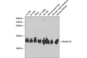 Western blot analysis of extracts of various cell lines using DNAJC19 Polyclonal Antibody at dilution of 1:1000. (DNAJC19 抗体)