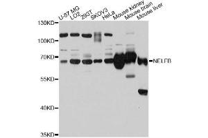 Western blot analysis of extracts of various cell lines, using NELFB antibody (ABIN5998320) at 1:3000 dilution. (COBRA1 抗体)