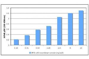 TransAM® standard curve generated using Recombinant NFκB p50 protein. (Nuclear Factor kappa B p50 (NFkB p50) (full length ) 蛋白)