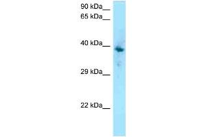 WB Suggested Anti-F2RL1 Antibody Titration: 1. (F2RL1 抗体  (C-Term))