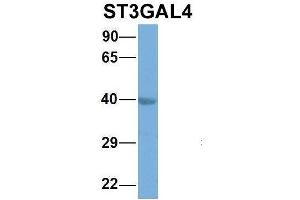 Host:  Rabbit  Target Name:  EGFL8  Sample Type:  Hela  Antibody Dilution:  1. (ST3GAL4 抗体  (Middle Region))