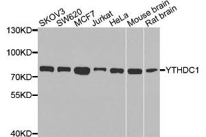 Western blot analysis of extracts of various cells, using YTHDC1 antibody. (YTHDC1 抗体)