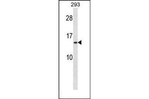 Western blot analysis in 293 cell line lysates (35 ug/lane) using RPS20 Antibody (N-term) Cat. (RPS20 抗体  (N-Term))