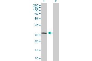 Western Blot analysis of TAF9B expression in transfected 293T cell line by TAF9B MaxPab polyclonal antibody. (TAF9B 抗体  (AA 1-251))