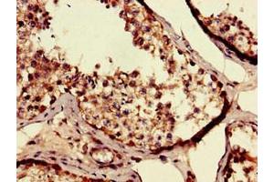 Immunohistochemistry of paraffin-embedded human testis tissue using ABIN7168651 at dilution of 1:100 (SEC14L3 抗体  (AA 201-400))