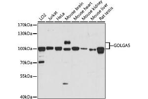 Western blot analysis of extracts of various cell lines, using GOLG antibody (ABIN7267496) at 1:1000 dilution. (GOLGA5 抗体  (AA 1-300))