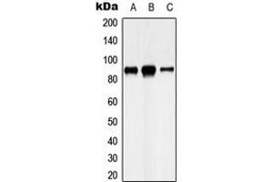 Western blot analysis of Cadherin 8 expression in U87MG (A), HeLa (B), SHSY5Y (C) whole cell lysates. (Cadherin 8 抗体  (Center))