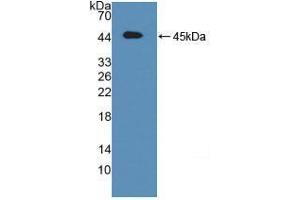 Western blot analysis of recombinant Mouse ATF6. (ATF6 抗体  (AA 1-377))