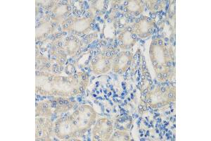 Immunohistochemistry of paraffin-embedded rat kidney using C3 antibody (ABIN5975433) at dilution of 1/200 (40x lens). (C3 抗体)