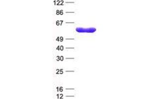 Western Blotting (WB) image for Tripartite Motif Containing 27 (TRIM27) protein (His tag) (ABIN2734243)