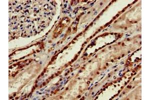 Immunohistochemistry of paraffin-embedded human kidney tissue using ABIN7159597 at dilution of 1:100 (MSRB1 抗体  (AA 1-116))