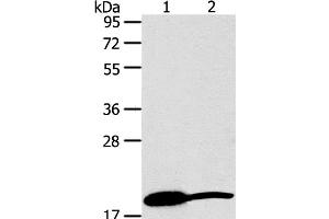 Western Blot analysis of Mouse heart and liver tissue using GDF2 Polyclonal Antibody at dilution of 1:200 (GDF2 抗体)