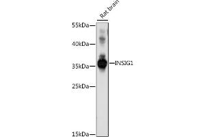 Western blot analysis of extracts of rat brain, using INSIG1 antibody (ABIN7267887) at 1:1000 dilution. (INSIG1 抗体  (C-Term))