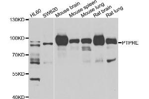 Western blot analysis of extracts of various cell lines, using PTPRE antibody (ABIN5975100) at 1/1000 dilution. (PTPRE 抗体)