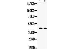 Anti- Aquaporin 4 Picoband antibody, Western blotting All lanes: Anti Aquaporin 4  at 0.