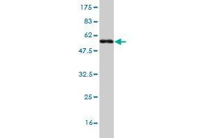 Western Blot detection against Immunogen (53. (LFNG 抗体  (AA 1-250))