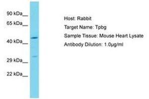 Image no. 1 for anti-Trophoblast Glycoprotein (TPBG) (N-Term) antibody (ABIN6750266) (TPBG 抗体  (N-Term))