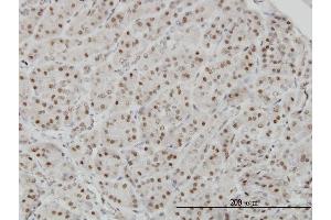 Immunoperoxidase of monoclonal antibody to AKAP8 on formalin-fixed paraffin-embedded human pancreas. (AKAP8 抗体  (AA 551-662))