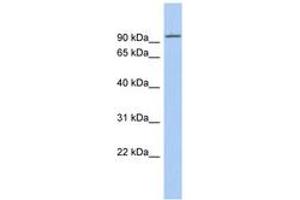 Image no. 1 for anti-Kinesin Family Member 9 (KIF9) (N-Term) antibody (ABIN6742420) (KIF9 抗体  (N-Term))