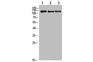 Western Blot analysis of 1,mouse-liver 2,hela 3,mouse-brain cells using primary antibody diluted at 1:1000(4 °C overnight). (FIG4 抗体  (AA 341-390))
