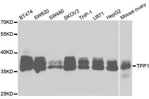Western Blotting (WB) image for anti-Tripeptidyl Peptidase I (TPP1) antibody (ABIN1876828) (TPP1 抗体)