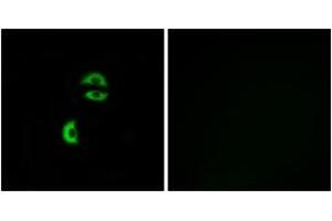 Immunofluorescence (IF) image for anti-Low Density Lipoprotein Receptor Class A Domain Containing 3 (LDLRAD3) (AA 37-86) antibody (ABIN2890398) (LDLRAD3 抗体  (AA 37-86))