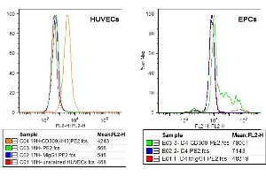 FACS analysis of VEGFR-2/KDR expression in HUVECs (left) and EPCs derived from PBMcs (right) using anti-VEGFR-2 (human), mAb (3(4H3))  at 5μg/ml and a PE goat anti-mouse IgG  at 5μg/ml. (VEGFR2/CD309 抗体)