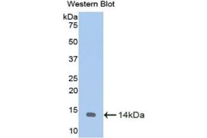 Western Blotting (WB) image for anti-Melatonin Receptor 1A (MTNR1A) (AA 312-366) antibody (ABIN1175872) (Melatonin Receptor 1A 抗体  (AA 312-366))
