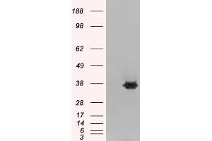 HEK293 overexpressing MORF4L2 (RC210566) and probed with ABIN184732 (mock transfection in first lane), tested by Origene. (MORF4L2 抗体  (N-Term))