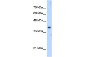 Western Blotting (WB) image for anti-Prenyl (Decaprenyl) Diphosphate Synthase, Subunit 1 (PDSS1) antibody (ABIN2462955) (PDSS1 抗体)