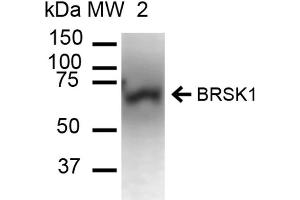 Western blot analysis of Mouse Brain cell lysates showing detection of ~85. (BRSK1 抗体  (Atto 390))