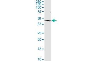 AMBP MaxPab rabbit polyclonal antibody. (AMBP 抗体  (AA 1-352))